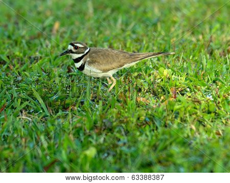 Kildeer in Grass
