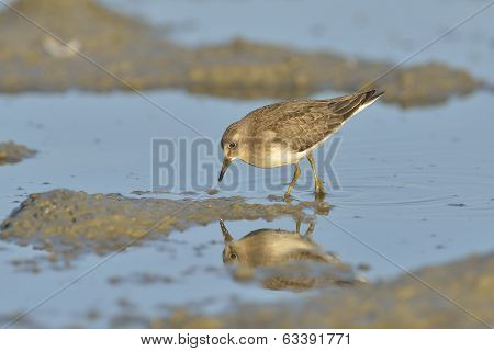 Green Sandpiper  ( Tringa Ochropus)