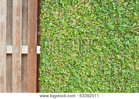 Ficus Pumila Leaves Wall Background