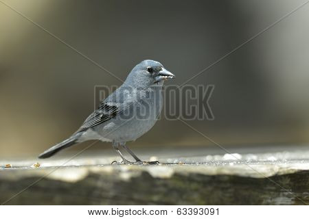 Blue Chaffinch (fringilla Teydea) In Natural Habitat