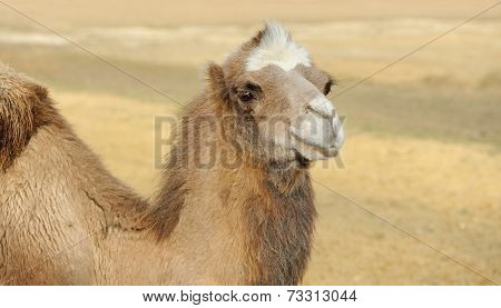 Head Of A Camel