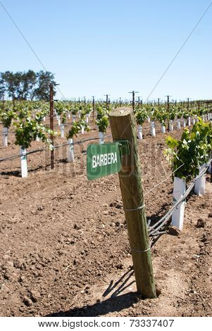 Sign For Barbera Grape In Califonia Vineyard
