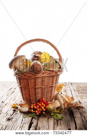 Ceps on white background, autumn harvest crop