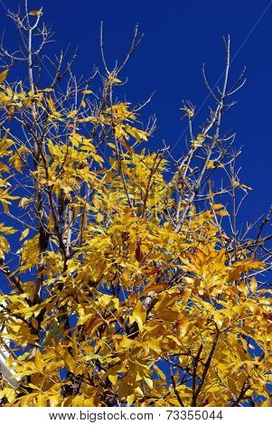 Golden tree in the Autumn.
