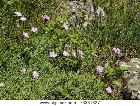 Cheddar Pink