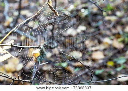 Abstract Web On An Indistinct Background