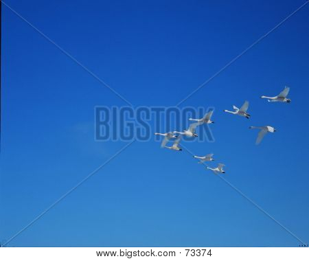 Gänse