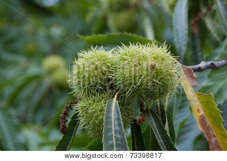 Chestnut On The Tree