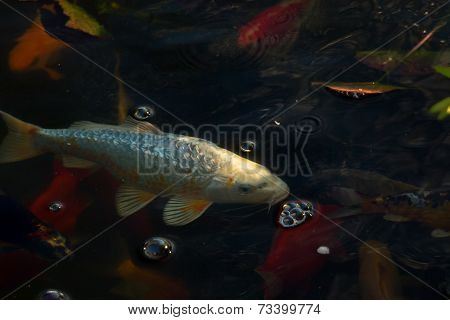 White Carp Fish