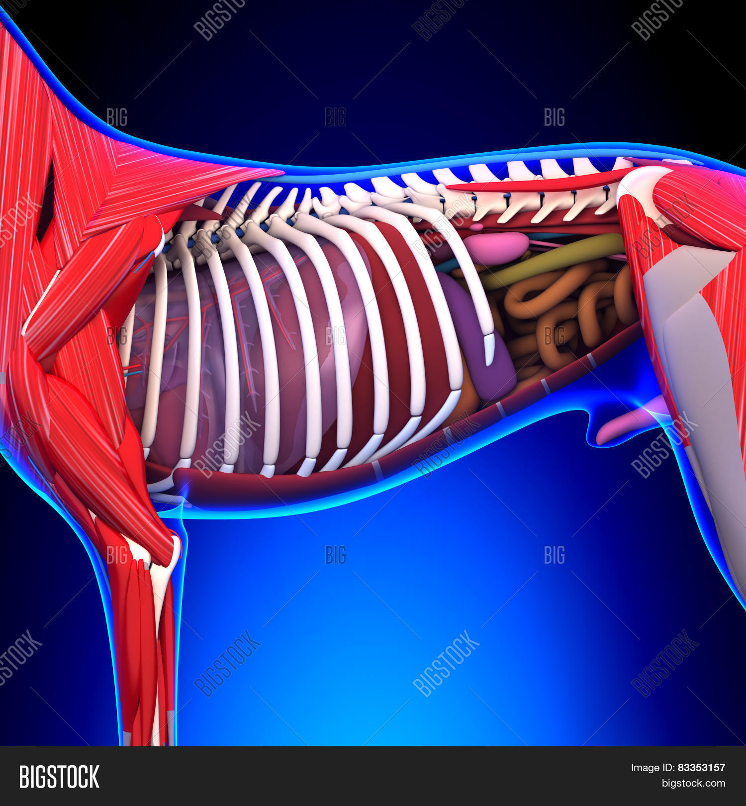 Dog Internal Organs Image & Photo (Free Trial) Bigstock