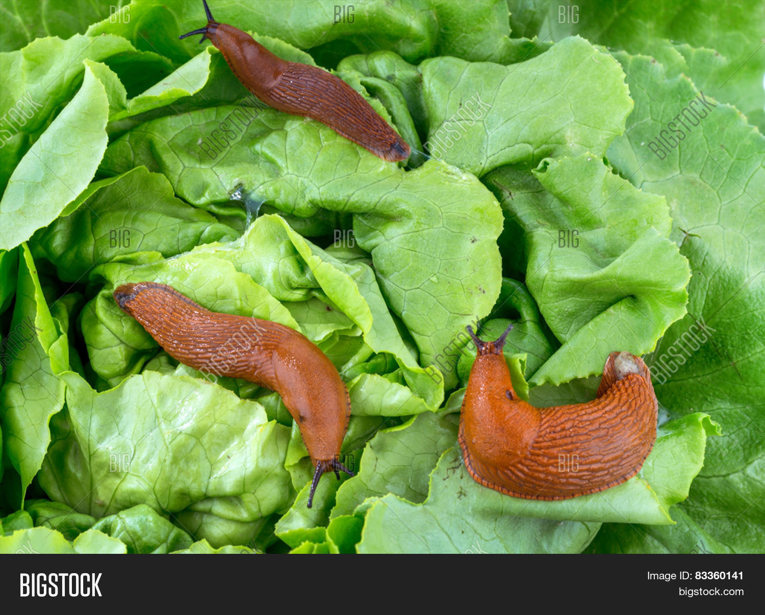 Slug Garden Eating Image & Photo (Free Trial) Bigstock