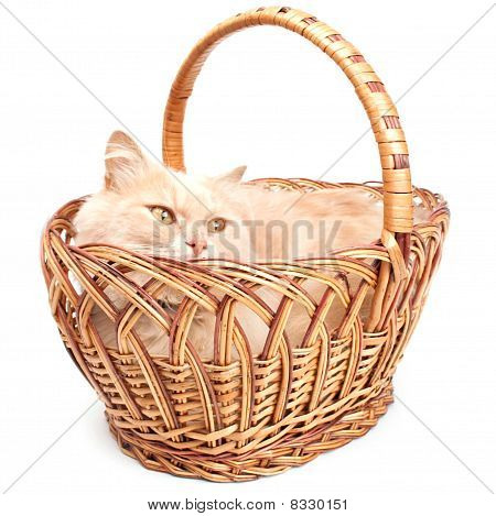 แมวในตะกร้า