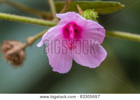 Beautiful Wild Flower In Forest