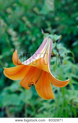 Blooming narancs Tiger liliom (lilium Lancifolium)
