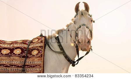 White horse