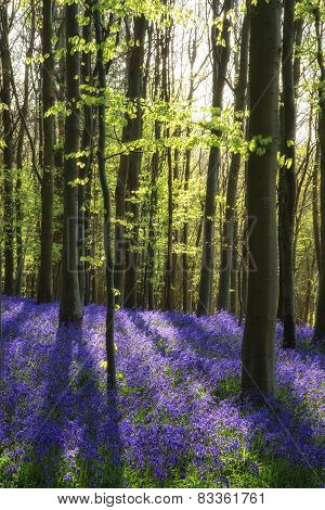 Stunning Bluebell Flowers In Spring Forest Landscape