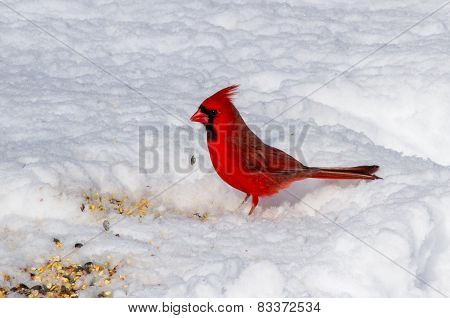 A Male Northern Cardinal In The Snow