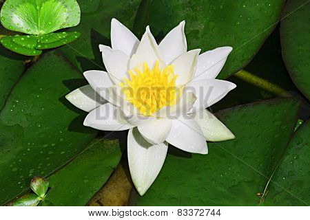 White Water Lily