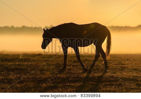 Horse silhouette on a background of dawn