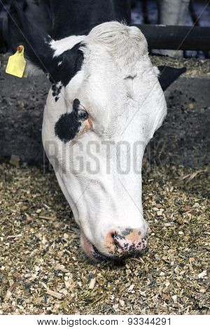 White Head Of Cow In Stable