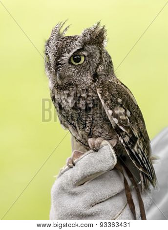 Eastern Screech Owl