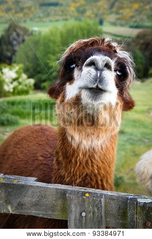 Brown alpaca close up