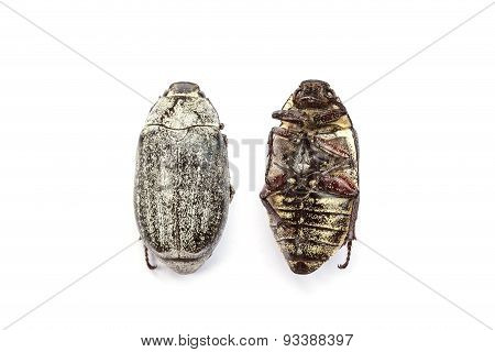Dead Cockchafer Isolated On White Background