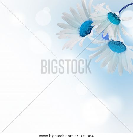 Daisywheels
