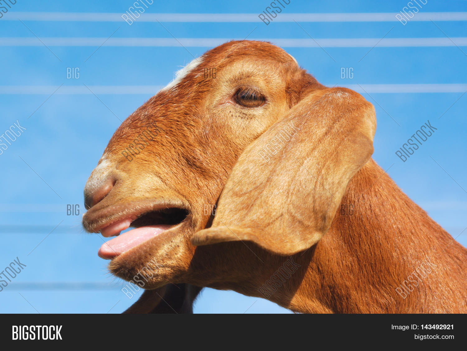 Brown Goat Long Ears Image & Photo (Free Trial) Bigstock
