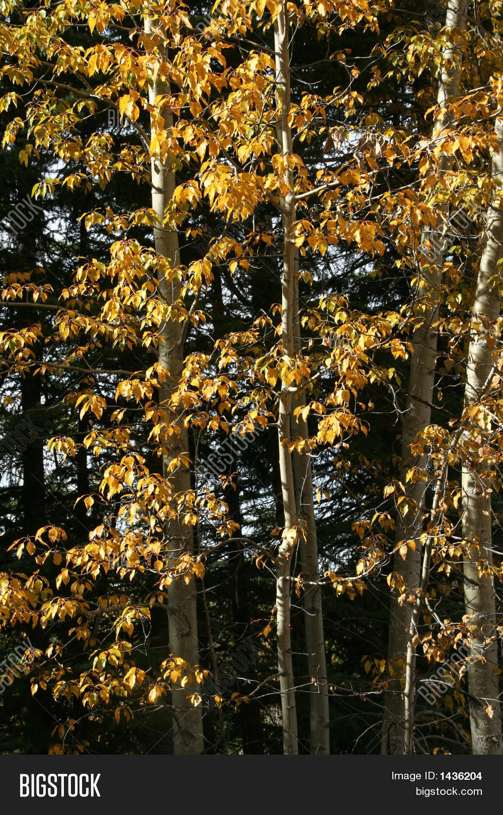 Tall Birch Trees Image & Photo (Free Trial) Bigstock