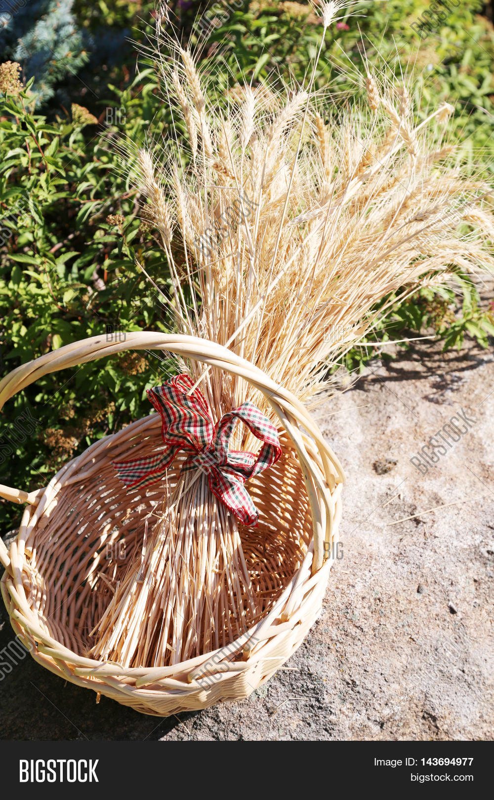Sheaf Wheat Aka Bundle Image & Photo (Free Trial) Bigstock