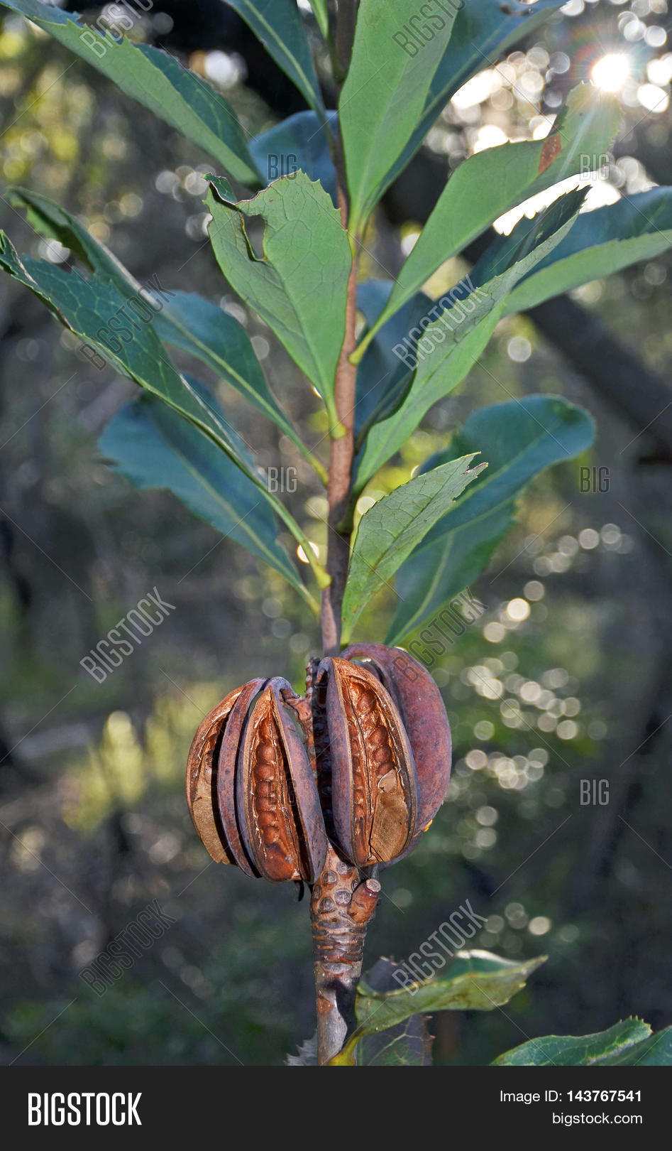 Australian Waratah ( Image & Photo (Free Trial) Bigstock