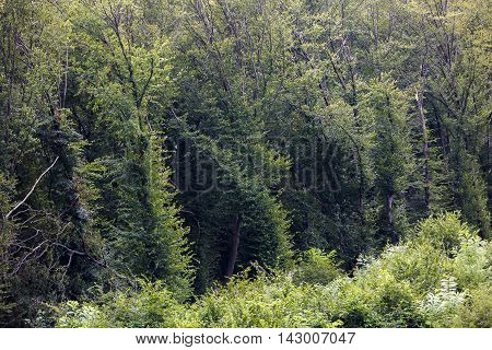 mysterious forest, Hoia- Baciu, Romania Near Cluj