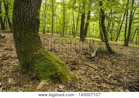 mysterious forest, Hoia- Baciu, Romania Near Cluj