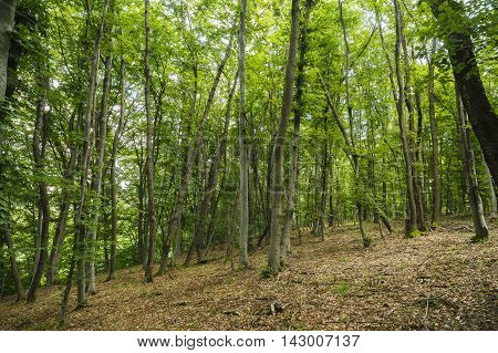 mysterious forest, Hoia- Baciu, Romania Near Cluj