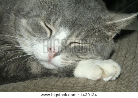 Katze