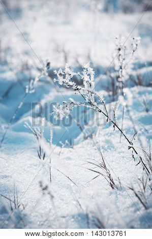 frozen branches under snow in winter  background