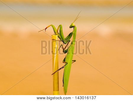 green praying mantis on a drinking straw on coffee cup. Mantis religiosa