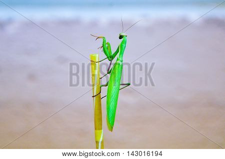 green praying mantis on a drinking straw on coffee cup. Mantis religiosa