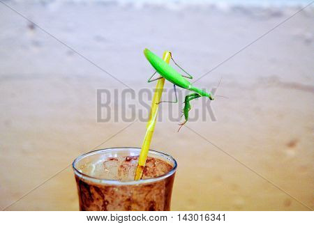 green praying mantis on a drinking straw on coffee cup. Mantis religiosa