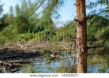 Closeup picture of Casuarinaceae tree in wild tropical forest in Thailand. Trees growing in nature. Botanical photography. Casuarinaceae tree called bull-oak or ironwood for the durability.