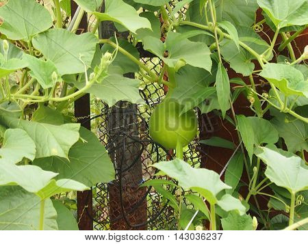 the lagenariya fruits growing on long lashes