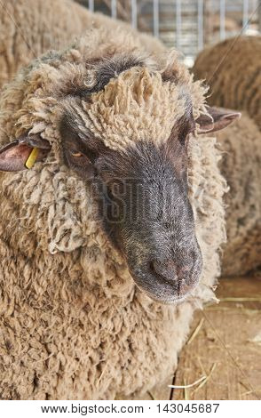 Portrait of a sheep with thick curly hair. Sheep looking at the camera