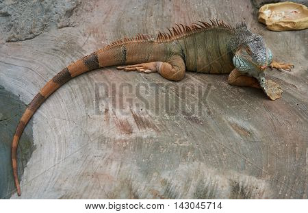 Colorful iguana. National Botanic Garden of Ukraine