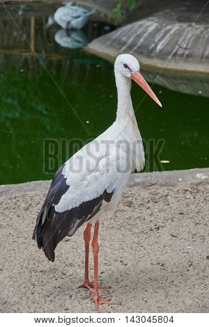 White stork on the waterside. Stork looking at the camera