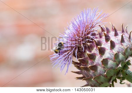 Bumble Bee Collecting Pollen On A Plant