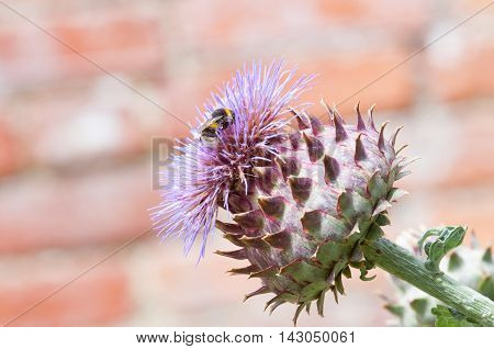 Bumble Bee Collecting Pollen On A Plant