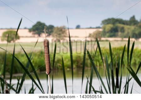 Bullrush And Reeds By The River Bank