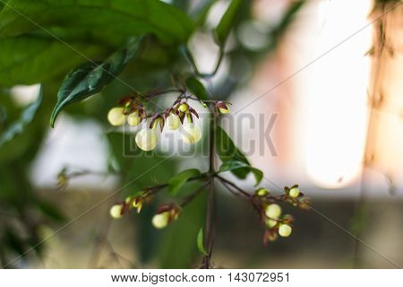Beauty Nodding Clerodendron , beauty in nature