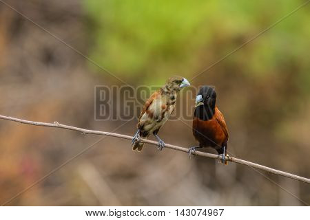 Chestnut Munia Perching On A Branch